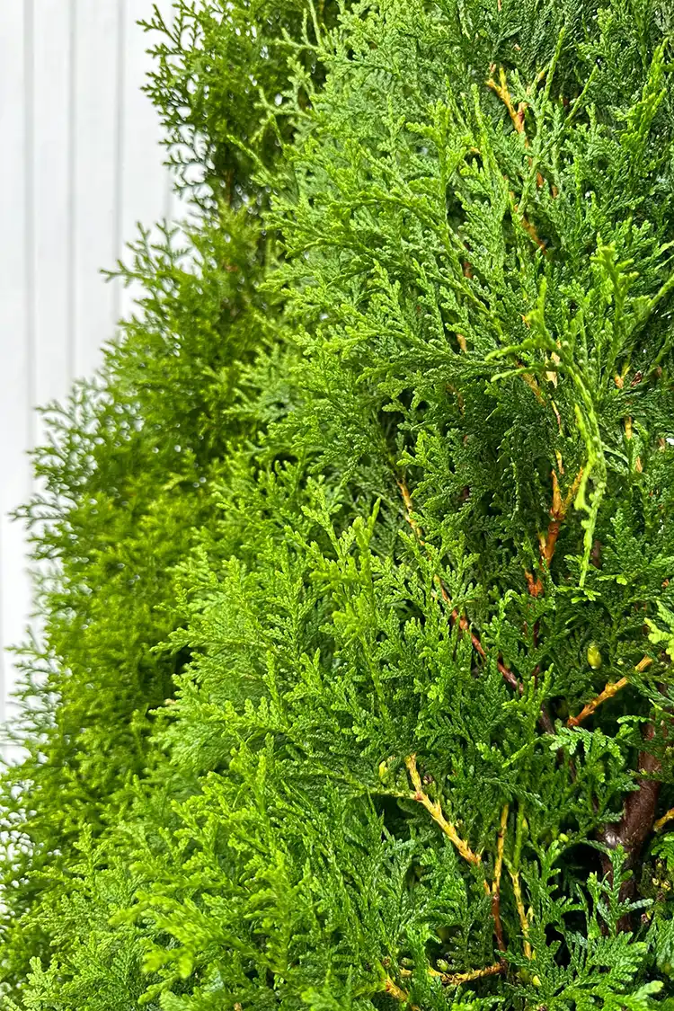Thuja King of Brabant Potte 80-120cm - Billede 3