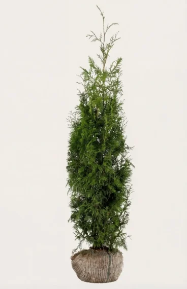 Kæmpethuja hæk Budget Pakke med rodklump 120-160cm - Giver øjeblikkelig afskærmning