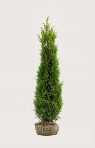 Kæmpethuja hæk Budget Pakke med rodklump 160-200cm - Giver øjeblikkelig afskærmning
