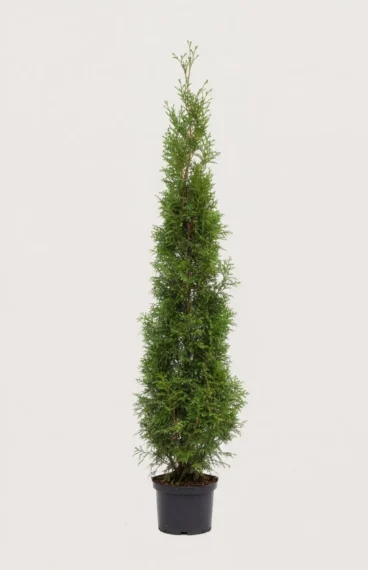 Kæmpethuja hæk Budget Pakke i potte 200-240cm - Giver øjeblikkelig afskærmning