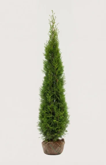 Kæmpethuja hæk Budget Pakke med rodklump 200-240cm - Giver øjeblikkelig afskærmning