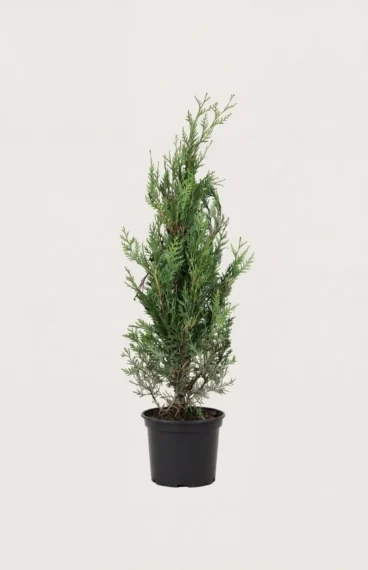 Kæmpethuja hæk Budget Pakke i potte 40-80cm - Giver øjeblikkelig afskærmning