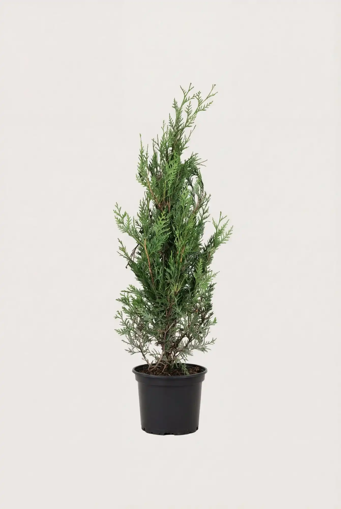 Kæmpethuja hæk Budget Pakke i potte 40-80cm - Giver øjeblikkelig afskærmning