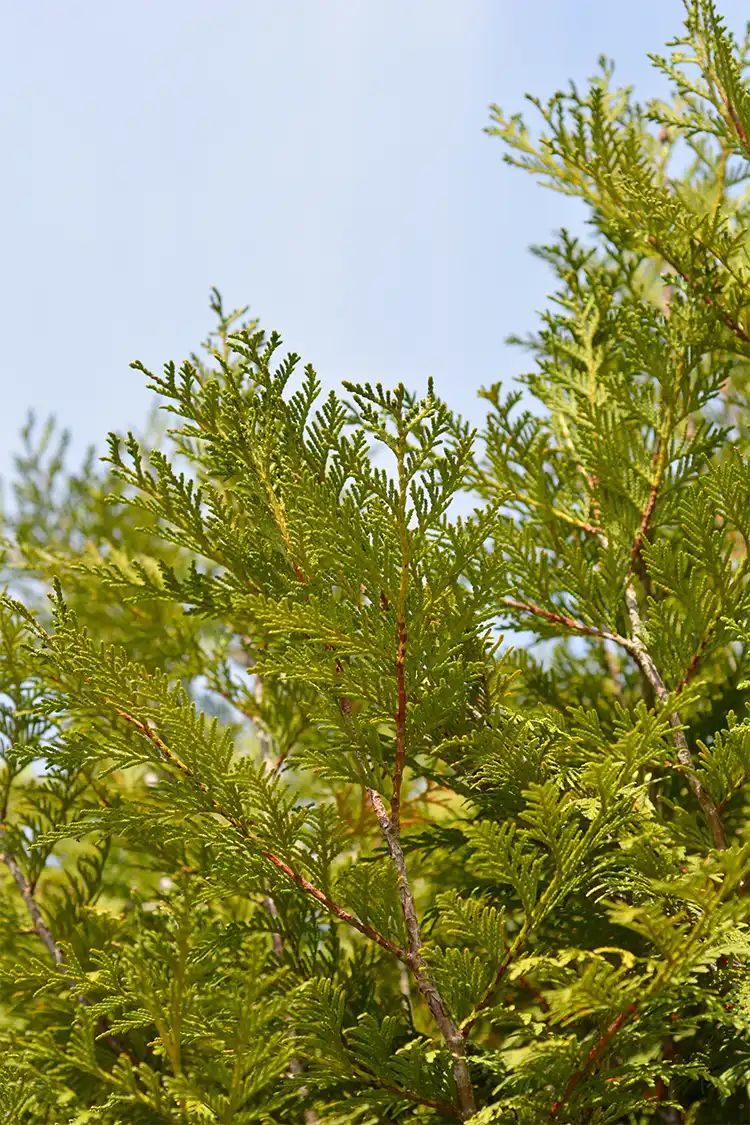 Kæmpethuja Potte 40-80cm - Billede 3