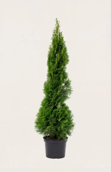 Thuja Smaragd hæk Budget Pakke i potte 120-160cm - Giver øjeblikkelig afskærmning