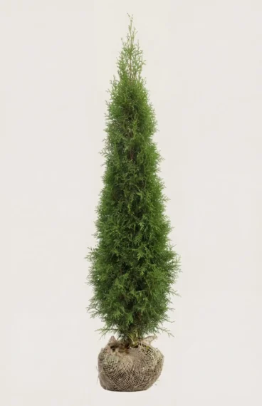 Thuja Smaragd hæk Budget Pakke med rodklump 120-160cm - Giver øjeblikkelig afskærmning