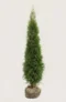 Thuja Smaragd hæk Budget Pakke med rodklump 120-160cm - Giver øjeblikkelig afskærmning