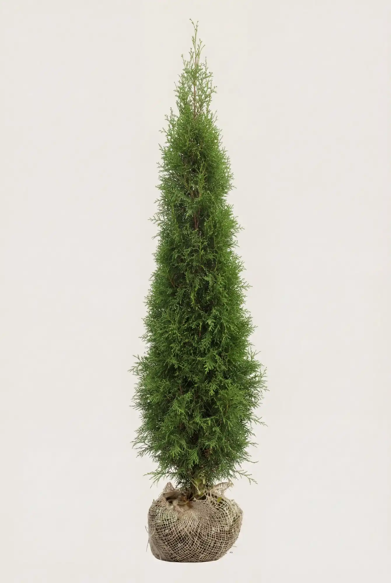 Thuja Smaragd hæk Budget Pakke med rodklump 120-160cm - Giver øjeblikkelig afskærmning