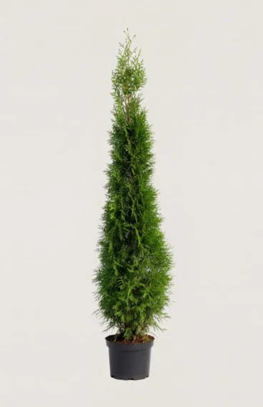 Thuja Smaragd hæk Budget Pakke i potte 160-200cm - Giver øjeblikkelig afskærmning