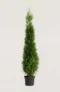 Thuja Smaragd hæk Budget Pakke i potte 160-200cm - Giver øjeblikkelig afskærmning