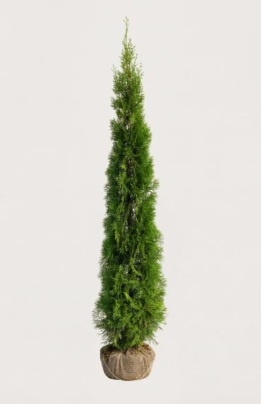 Thuja Smaragd hæk Budget Pakke med rodklump 160-200cm - Giver øjeblikkelig afskærmning