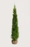 Thuja Smaragd hæk Budget Pakke med rodklump 160-200cm - Giver øjeblikkelig afskærmning