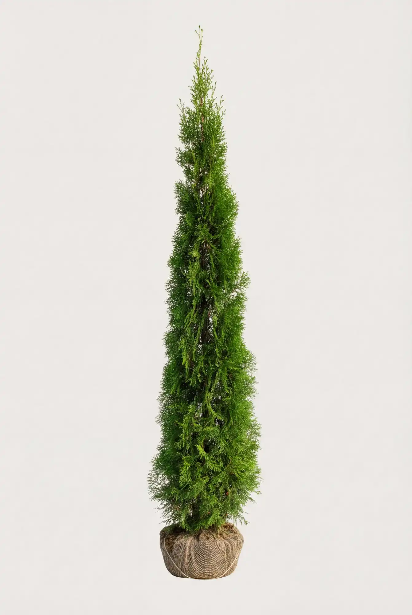Thuja Smaragd hæk Budget Pakke med rodklump 160-200cm - Giver øjeblikkelig afskærmning