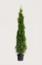 Thuja Smaragd hæk Budget Pakke i potte 200-240cm - Giver øjeblikkelig afskærmning