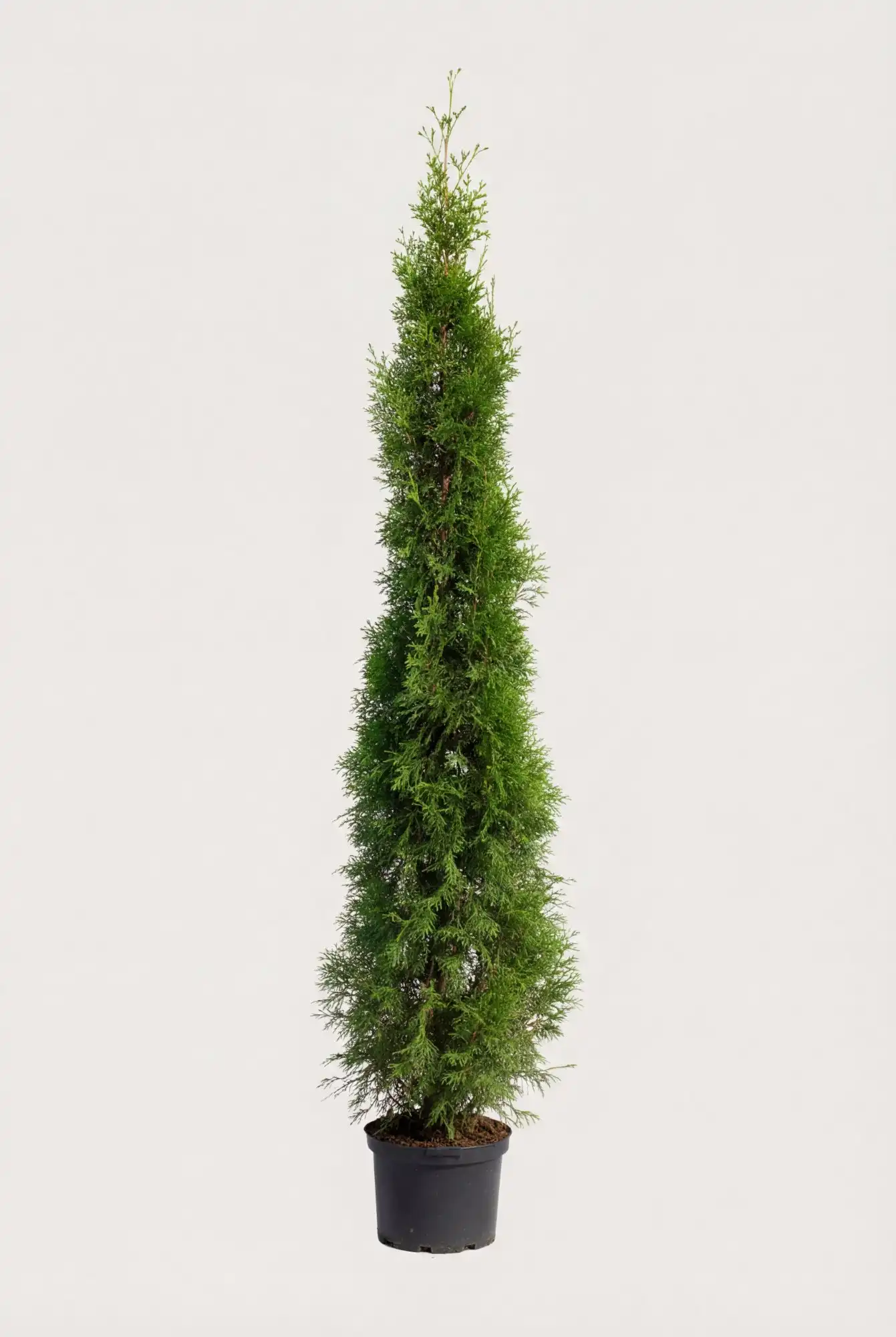 Thuja Smaragd hæk Budget Pakke i potte 200-240cm - Giver øjeblikkelig afskærmning
