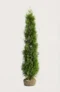 Thuja Smaragd hæk Budget Pakke med rodklump 200-240cm - Giver øjeblikkelig afskærmning