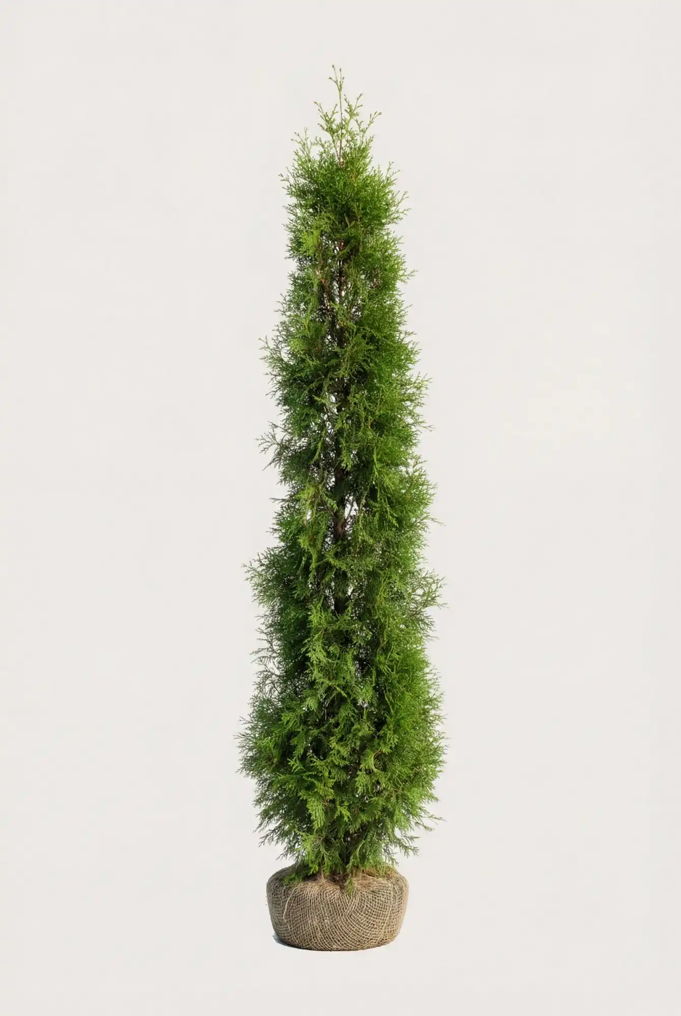 Thuja Smaragd hæk Budget Pakke med rodklump 200-240cm - Giver øjeblikkelig afskærmning