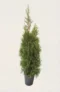 Thuja Smaragd hæk Budget Pakke i potte 40-80cm - Giver øjeblikkelig afskærmning