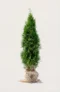 Thuja Smaragd hæk Budget Pakke med rodklump 40-80cm - Giver øjeblikkelig afskærmning