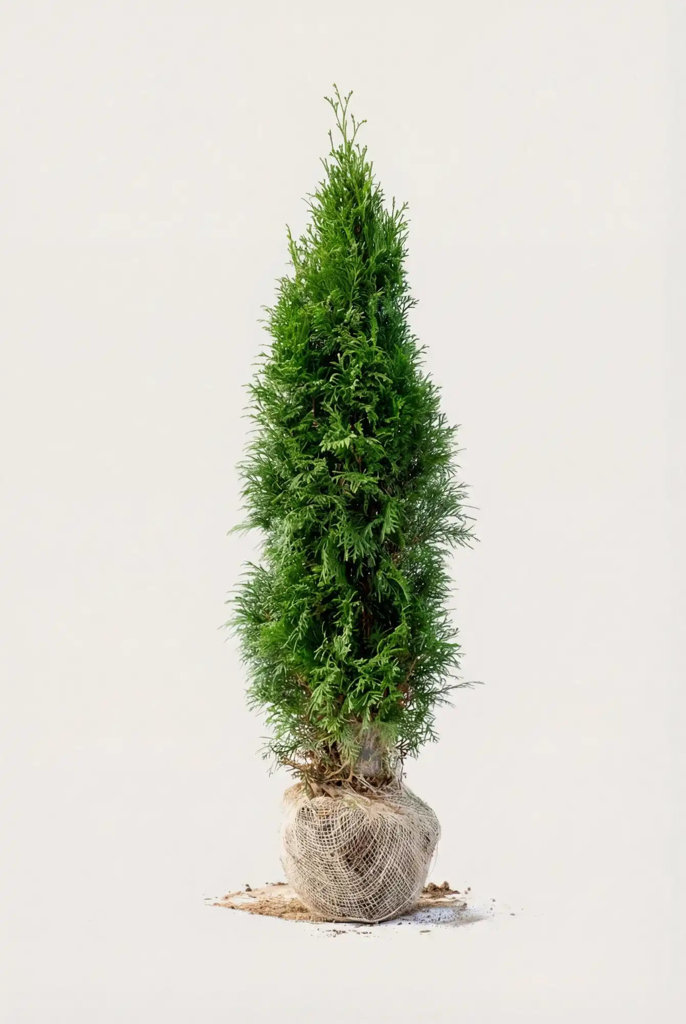 Thuja Smaragd hæk Budget Pakke med rodklump 40-80cm - Giver øjeblikkelig afskærmning