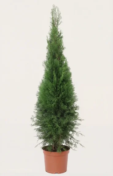 Thuja Smaragd hæk Budget Pakke i potte 80-120cm - Giver øjeblikkelig afskærmning