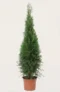 Thuja Smaragd hæk Budget Pakke i potte 80-120cm - Giver øjeblikkelig afskærmning