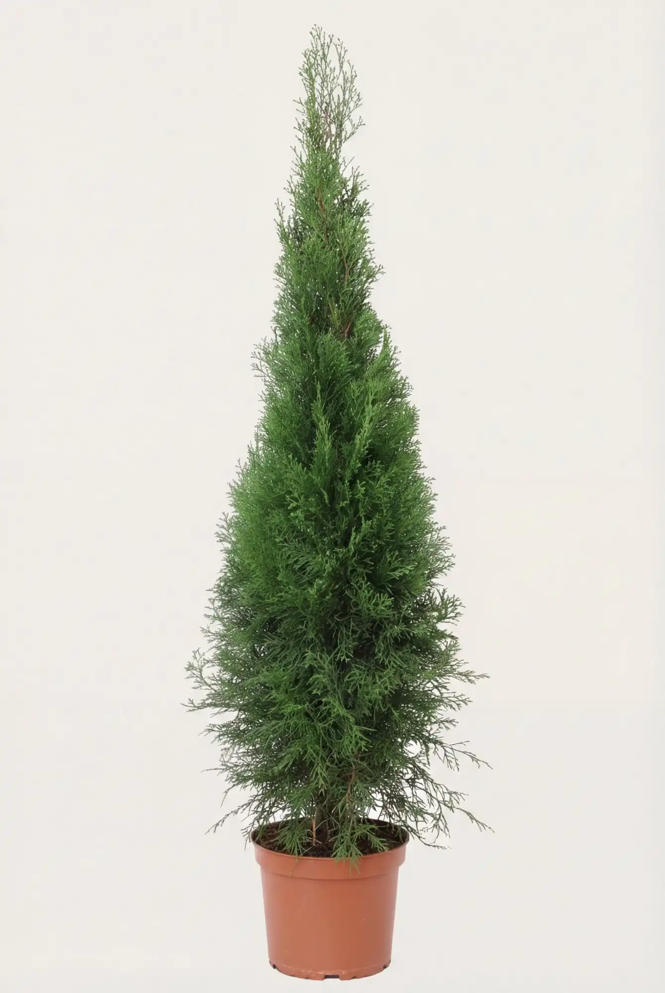 Thuja Smaragd hæk Budget Pakke i potte 80-120cm - Giver øjeblikkelig afskærmning