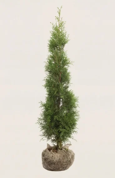 Thuja Smaragd hæk Budget Pakke med rodklump 80-120cm - Giver øjeblikkelig afskærmning