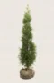 Thuja Smaragd hæk Budget Pakke med rodklump 80-120cm - Giver øjeblikkelig afskærmning