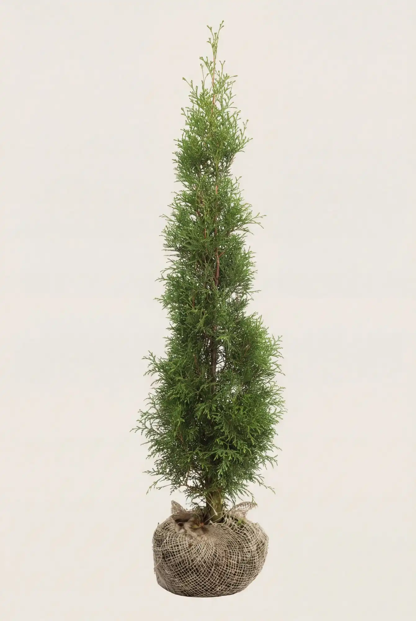 Thuja Smaragd hæk Budget Pakke med rodklump 80-120cm - Giver øjeblikkelig afskærmning