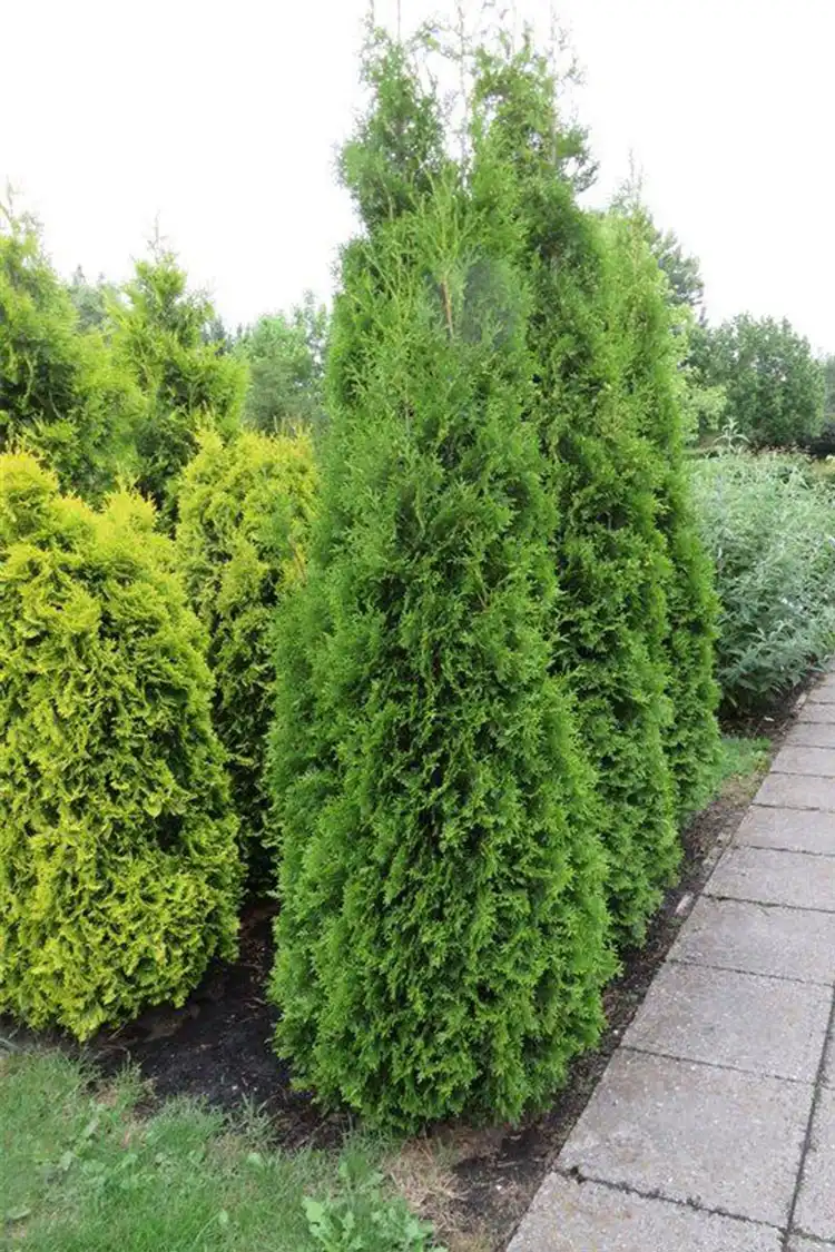 Thuja King of Brabant Potte 80-120cm - Billede 4