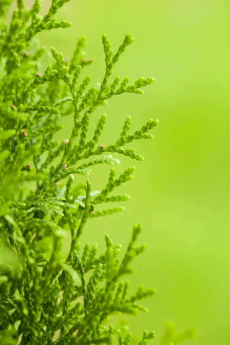 Thuja Smaragd Potte 40-80cm - Billede 3
