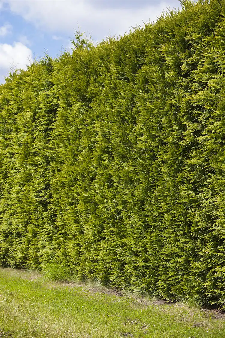 Thuja Smaragd Potte 40-80cm - Billede 4