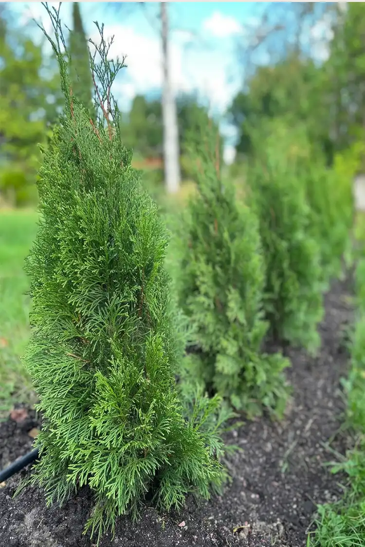Thuja Smaragd Potte 40-80cm - Billede 5