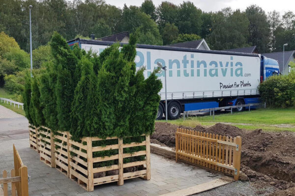Thuja Smaragd potte 140cm-180cm 50-pak