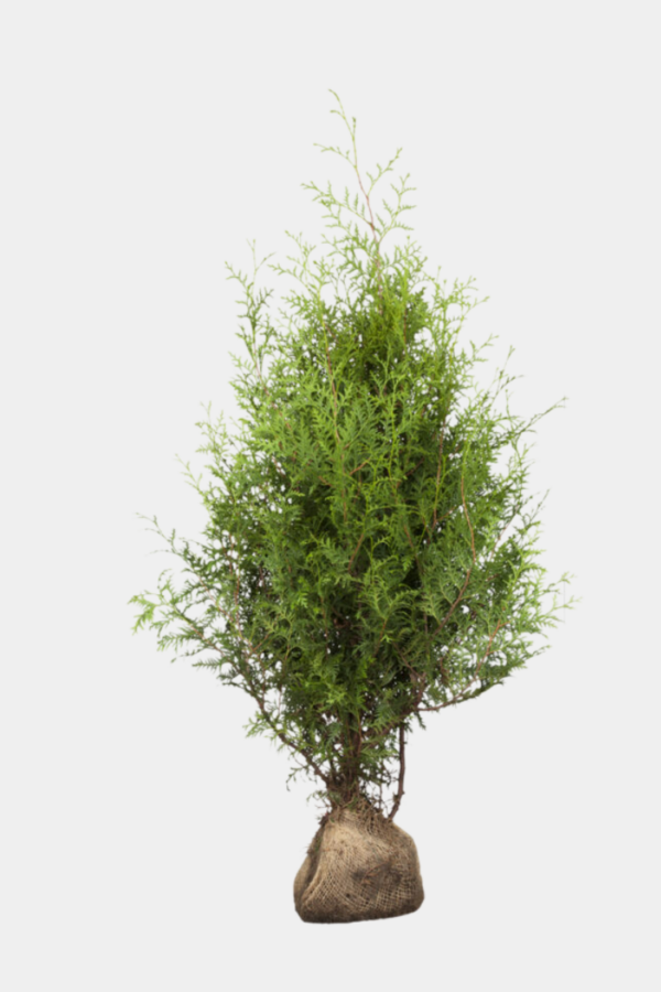 Thuja Brabant rodklump 60cm-100cm 60-pak