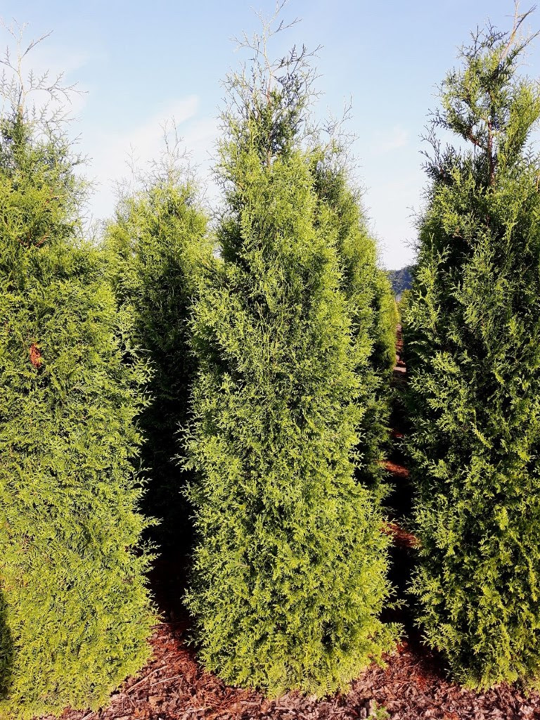 Thuja Brabant rodklump 180-220cm 25-pak