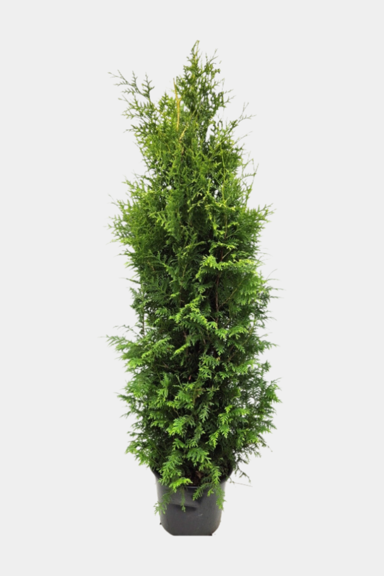 Thuja Brabant potte 180cm-220cm 25-pak