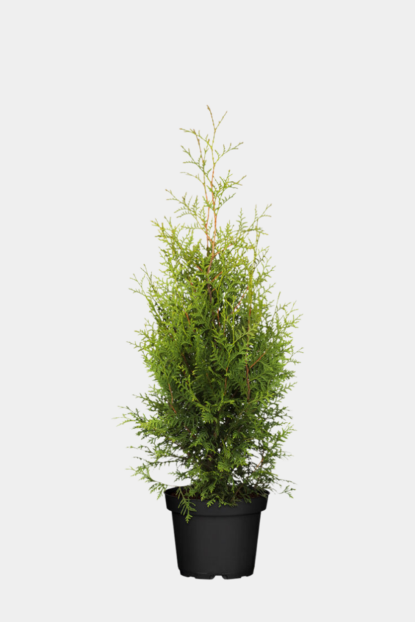 Thuja Brabant potte 100cm-140cm 65-pak