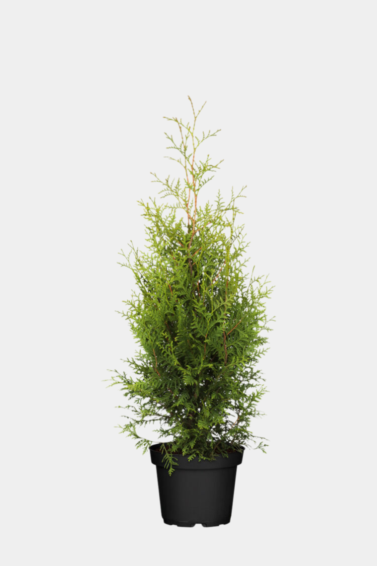 Thuja Brabant potte 60cm - 100cm 75-pak