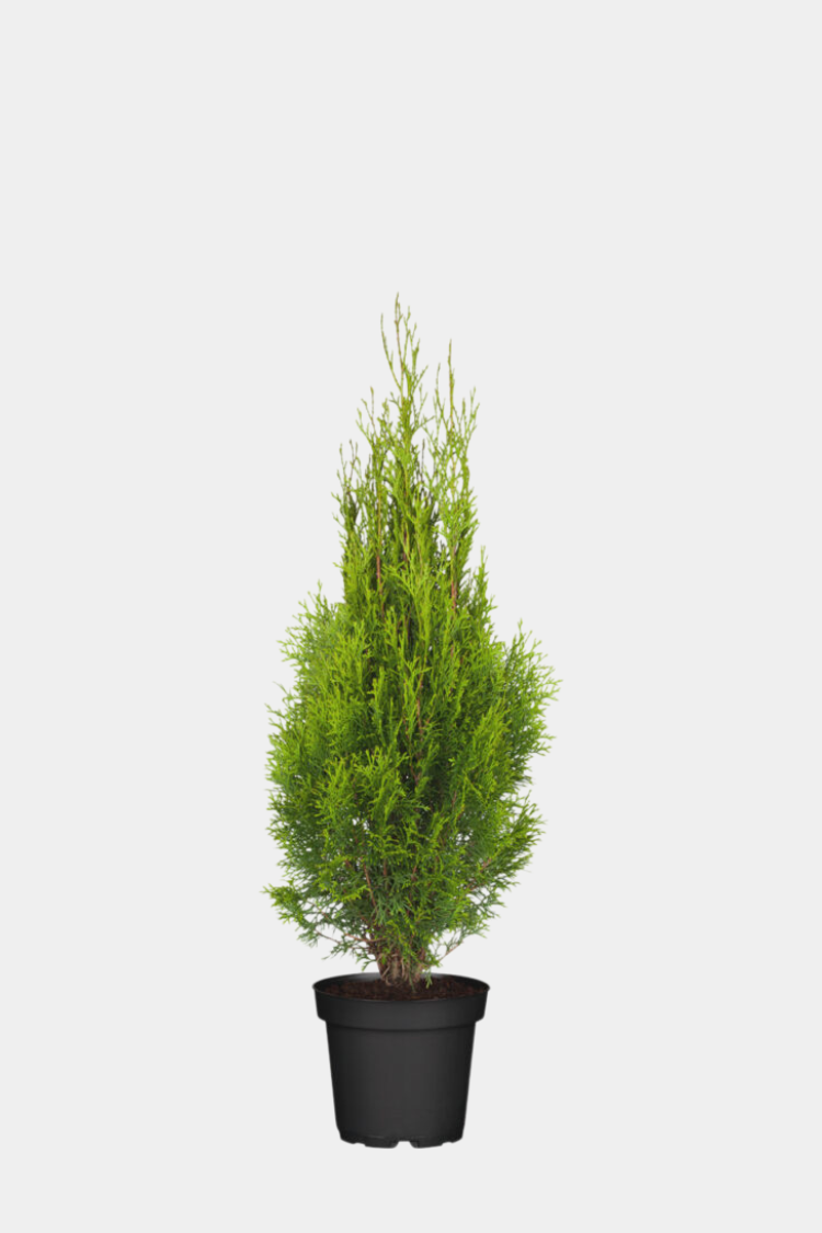 Thuja Smaragd potte 100cm-140cm 65-pak