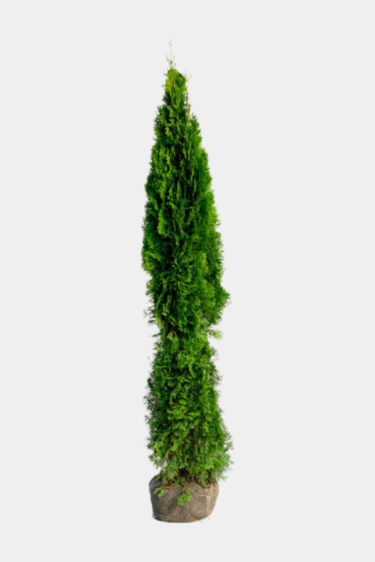 Thuja Smaragd rodklump 180-220cm 25-pak