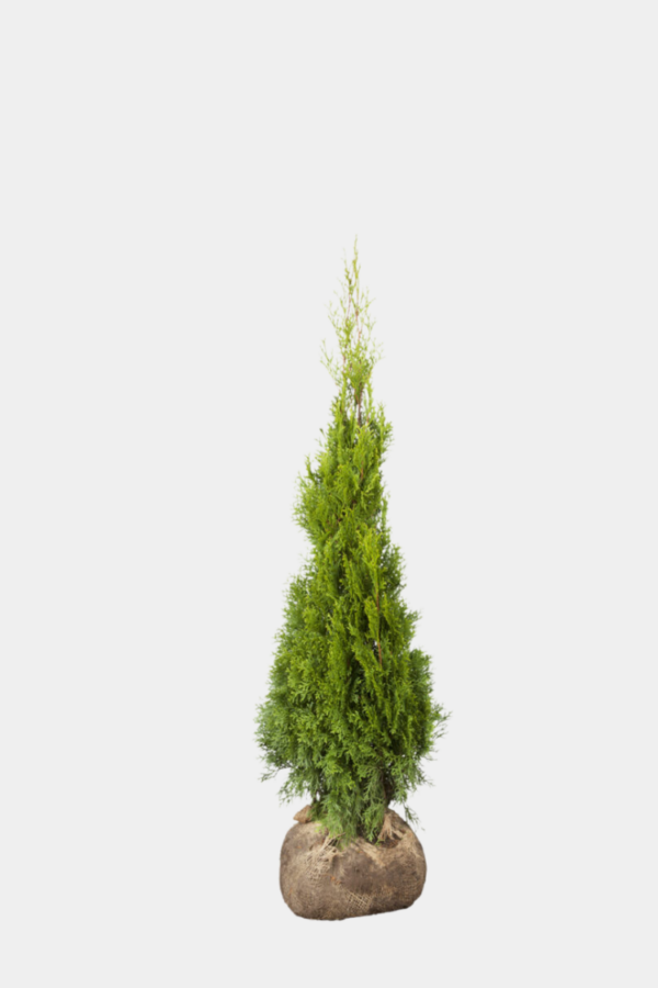 Thuja Smaragd rodklump 140-180cm 50-pak
