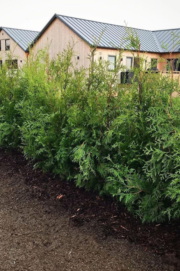 Thuja Brabant potte 100cm-140cm 65-pak