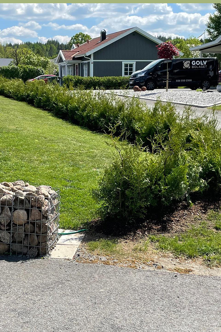 Thuja Brabant rodklump 60cm-100cm 60-pak