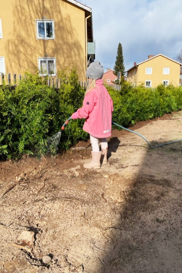 Thuja Brabant potte 60cm - 100cm 75-pak