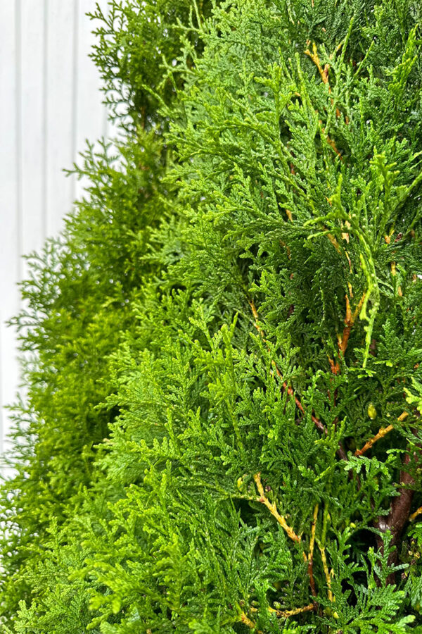 Thuja King of Brabant rodklump 220-260cm 15-pak