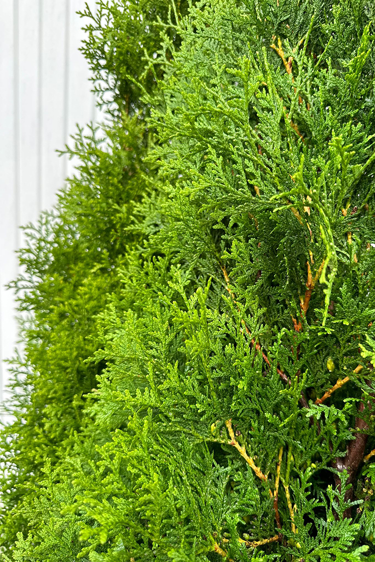 Thuja King of Brabant rodklump 220-260cm 15-pak