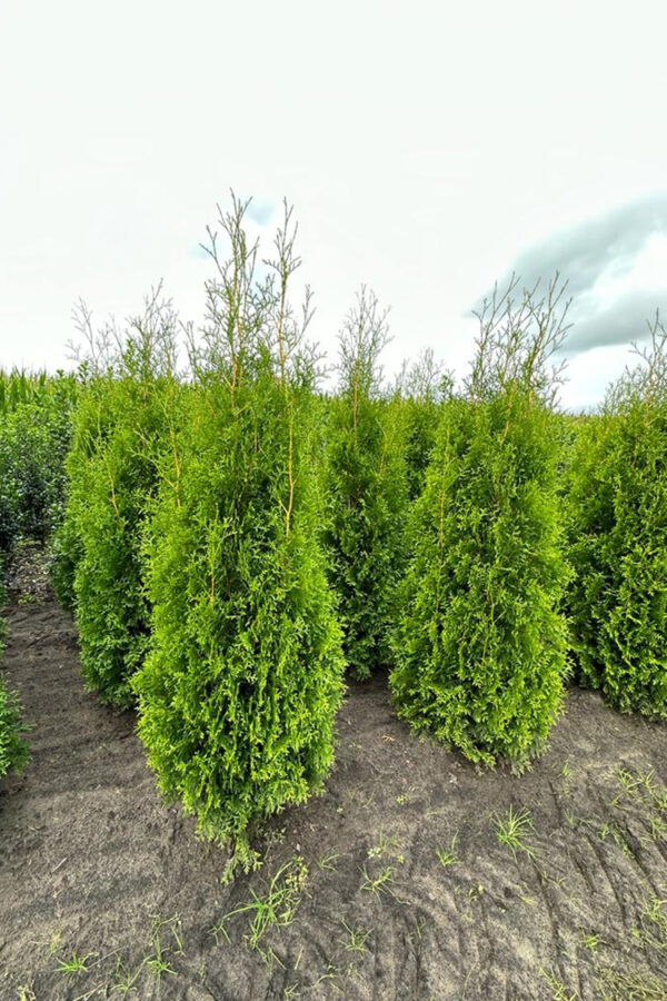 Thuja King of Brabant rodklump 220-260cm 15-pak