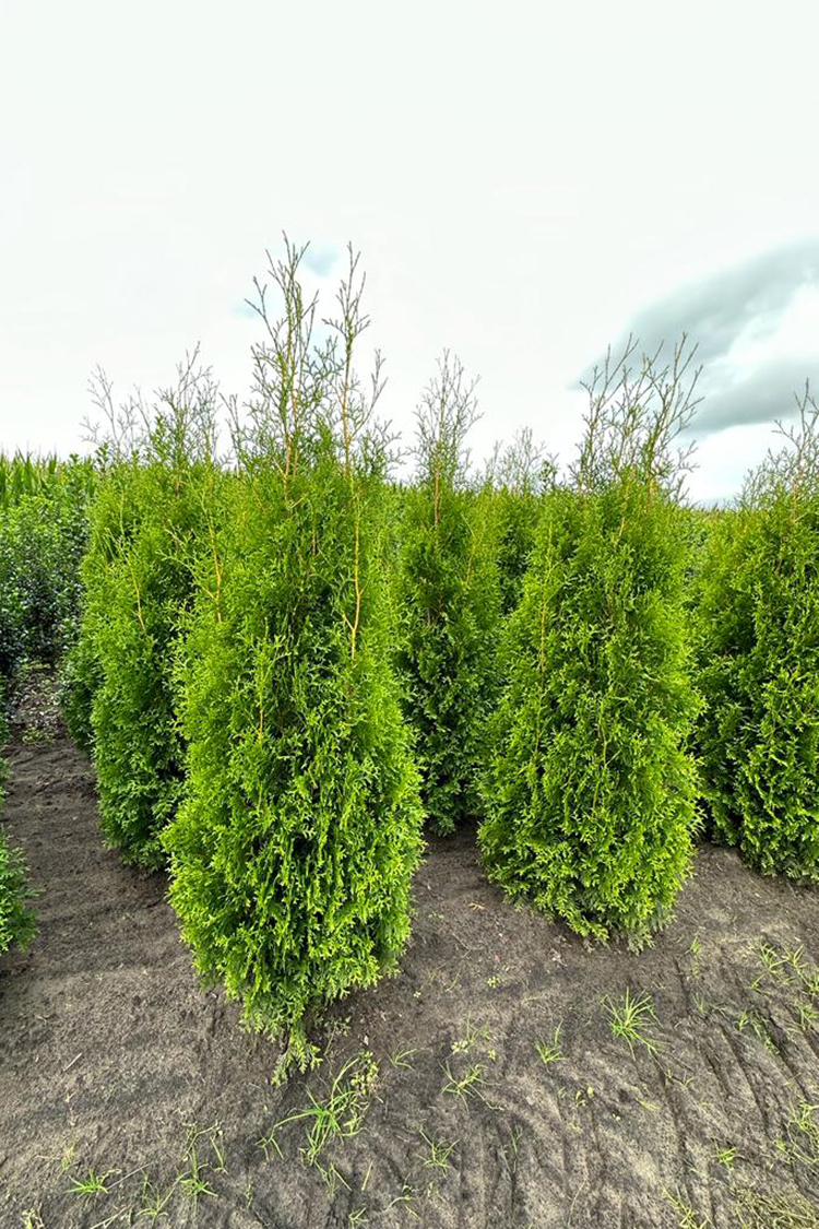 Thuja King of Brabant rodklump 220-260cm 15-pak